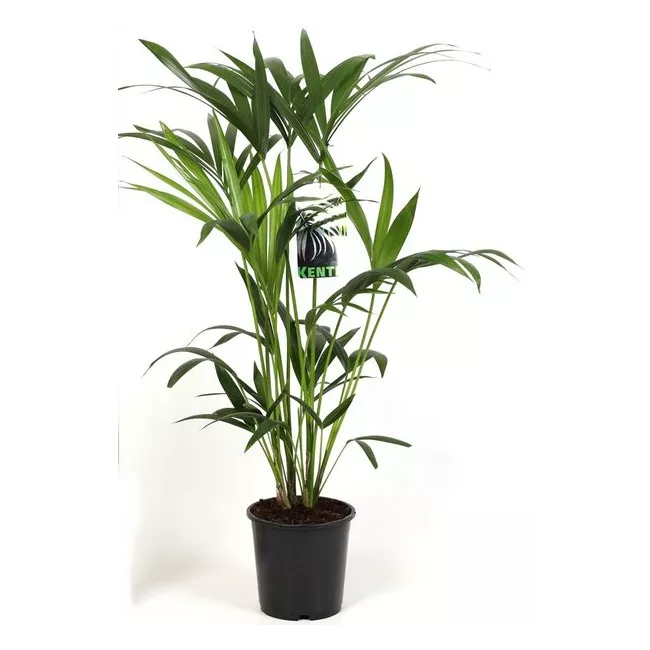 Areca
